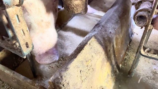 10 Golden Rules for a Thriving Pig Farm: Smart Savings Strategies | #withme смотреть онлайн