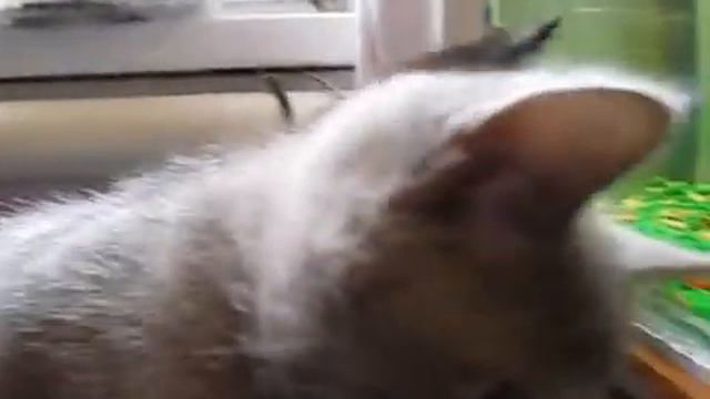 КОТЯТА И АКВАРИУМНЫЕ РЫБКИ смотреть онлайн