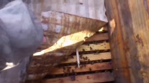 Порода пчел - Кордован F1 (Мои впечатления и выводы)