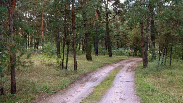 7#...Autumn forest... смотреть онлайн