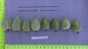 УРАЛЬСКИЙ ИЗУМРУД крыжовник.