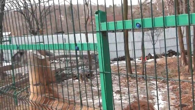 Лама Фёдор и баран Аргус#2.(Зоопарк "Садгород"). смотреть онлайн