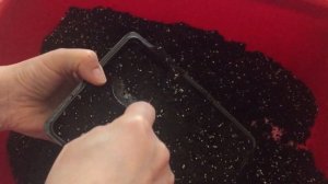 Выращивание целозии из семян. Посев, всходы, пикировка, подкормка и другое.