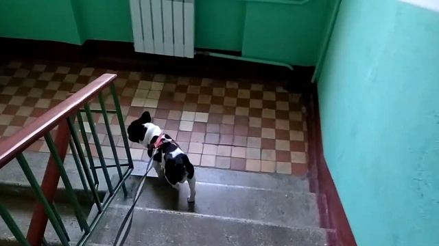 Бульдог Дуглас спускается по лестнице смотреть онлайн