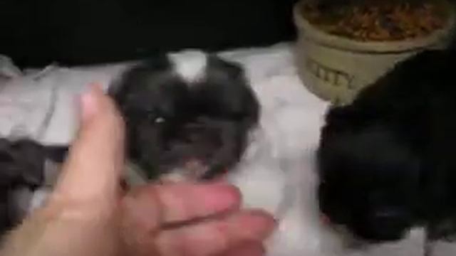 LKLs October Gold Pekingese, AKC Satins Blue And Tan Plus Other Colors 6wk March 2015 смотреть онлайн