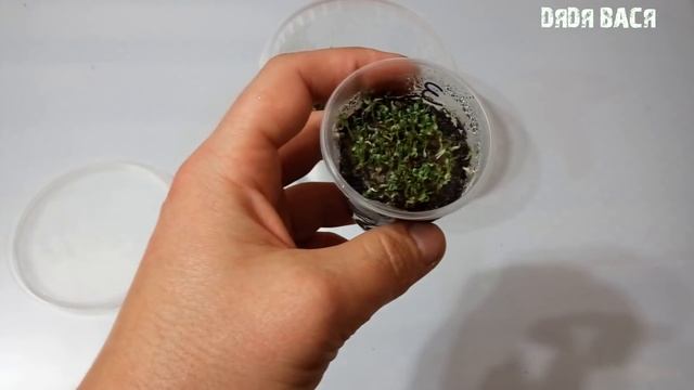 Аквариумные растения из семян с Алиэкспресс! 3 пакета семян, а так же что из них выросло! смотреть онлайн