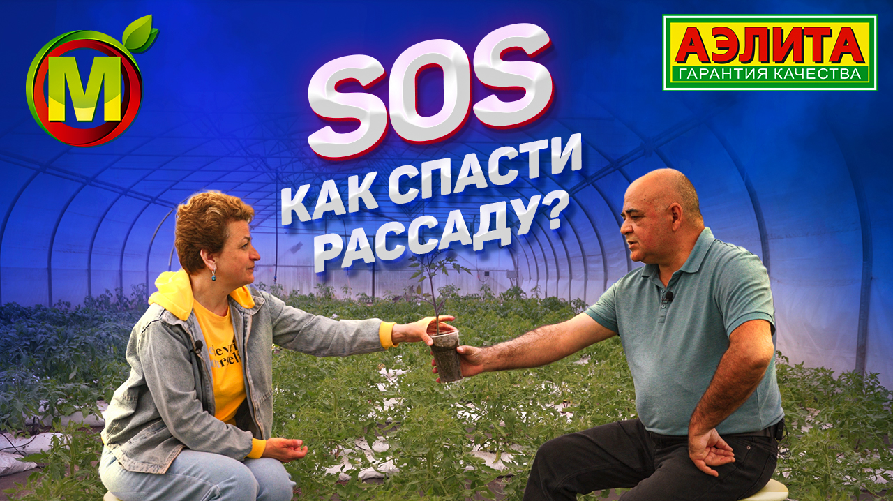 Проблемы с рассадой в условиях аномальной весны. Расскажем, что делать. смотреть онлайн