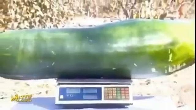 Самый большой огурец