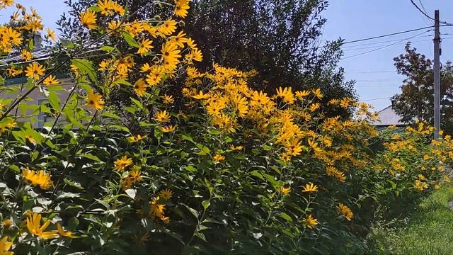 #Топинамбур ?? кусочек лета / #Jerusalemartichoke ?? piece of summer смотреть онлайн