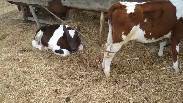 Какую прибыль получил от быка. Расход кормов. смотреть онлайн