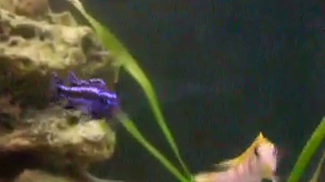 mélanochromis maingano смотреть онлайн