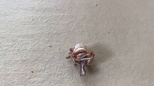 Рак отшельник покидает раковину смотреть онлайн