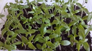 Томаты, сорт СЛИВОВКА ! Для начинающих огородников.