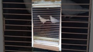 Почтовые голуби .