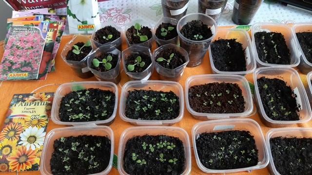 Часть 2. Способ посадки. Лобелия и другие цветы. Обзор. смотреть онлайн