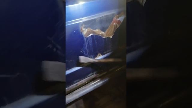 Правильный инструмент для снятия старой шпатлёвки с машины. | 18+ смотреть онлайн