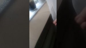 Как защитить цветы на подоконнике от кошки.