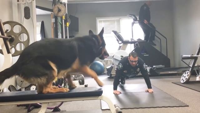 AUBURN POLICE K9 PUSH UP CHALLENGE смотреть онлайн