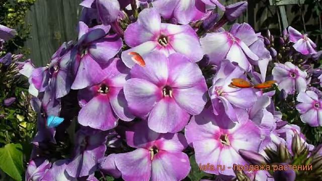 Флокс метельчатый Маргри (phlox paniculata) ? флокс Маргри обзор: как сажать саженцы флокса Маргри смотреть онлайн