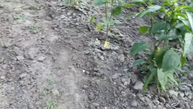 Два дня на даче одна. Прогулка по участку. смотреть онлайн