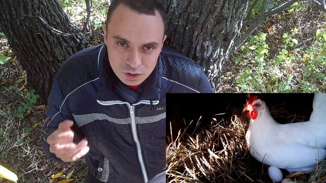 Три основных причины почему перестали нестись куры смотреть онлайн