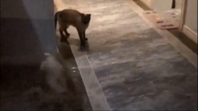 Понос у котенка. Что делать, если у котенка понос. смотреть онлайн