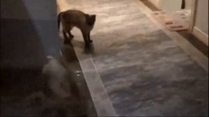 Понос у котенка. Что делать, если у котенка понос.