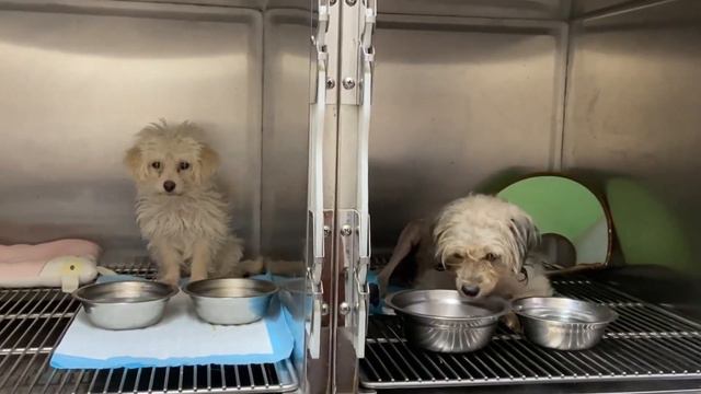 Give extra meals to the dogs in the hospital, the dogs eat deliciously смотреть онлайн