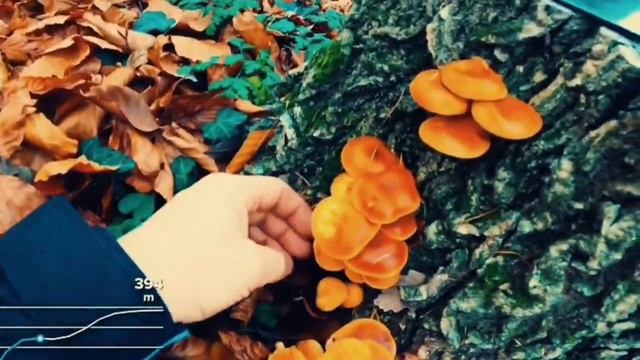 Flammulina velutipes (Ghebe de toamnă) смотреть онлайн