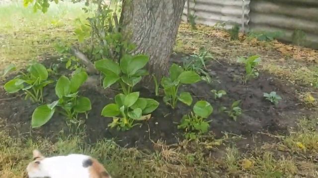 13 июня 2023 | Обзор Сада и Огорода | Привет Братику и Кумчику | Реклама Села | смотреть онлайн