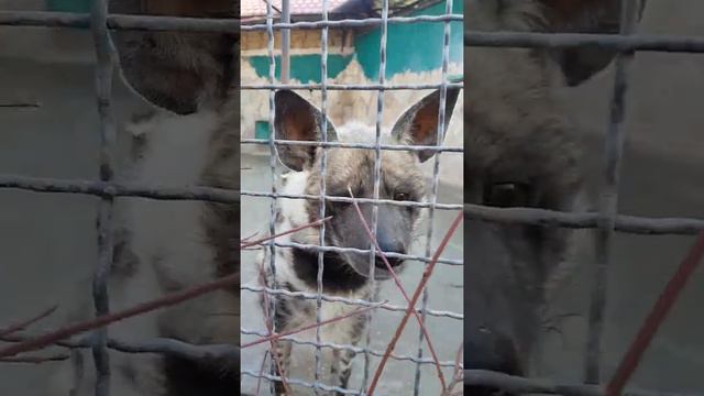 Животные в парке Тайган. Animals In Taigan Park