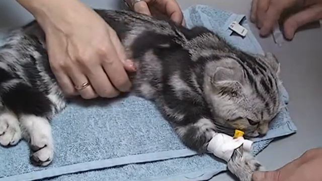 Ветеринарний щоденник №8 ДВДЦ "ИНВЕКА" смотреть онлайн