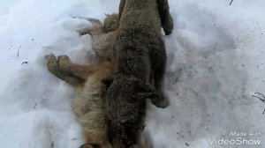 Охота с Ягдтерьером!