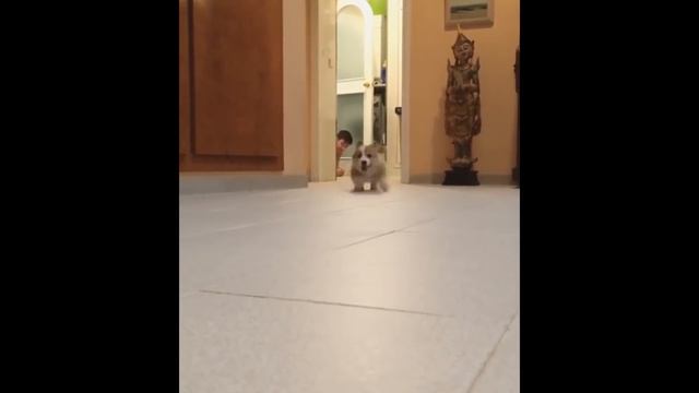 Monty Python and the Holy Dog смотреть онлайн