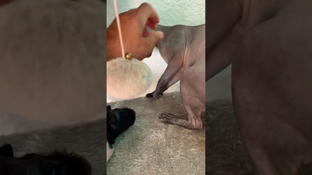 Кыця Мэгги чуть не попробовала свинину Но я вовремя вмешался🤣 смотреть онлайн