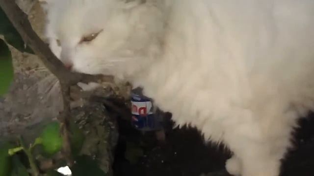 Кот кривляка смотреть онлайн