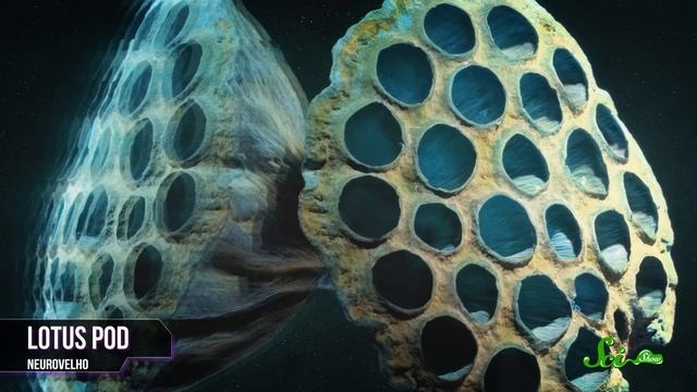 Understanding Trypophobia: The Fear Of Holes