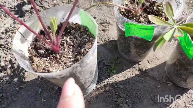 Посадка цветочной рассады в открытый грунт. 04.05.2021! смотреть онлайн