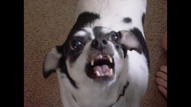 Talking dogs!!! Говорящие собаки!!! Funny! смотреть онлайн