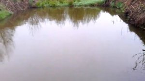 Чем я кормлю карпа и белого амура в своем дачном пруду (сезон 2016)