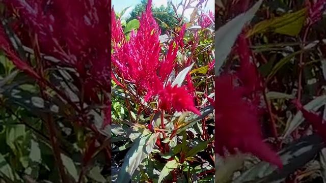 Целозия перистая. ?Celosia plumosa? смотреть онлайн
