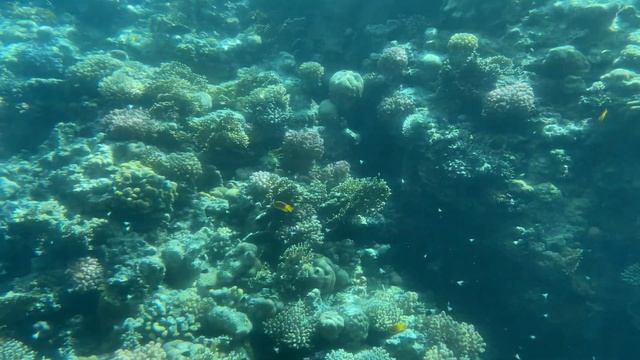 Рыбки на дне красного моря, если смотреть через смотреть онлайн