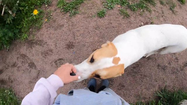 ВОЛЬЕР для АЛАБАЯ, закончили переезд Берри || DOGS смотреть онлайн