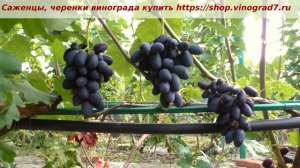 25 июля виноград Верниссаж- пока единственная ультраранняя форма винограда селекции Калугина.