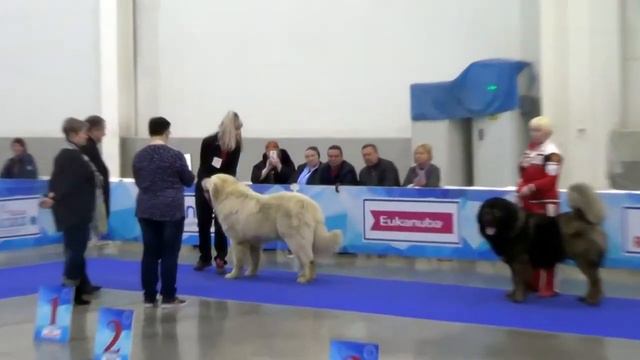 КАВКАЗСКИЕ ОВЧАРКИ "ЕВРАЗИЯ" 19.03.17. КОБЕЛИ ОТКРЫТЫЙ www.r-risk.ru +7 9262205603 ТАТЬЯНА смотреть онлайн