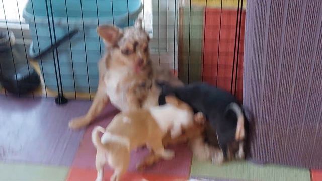 ясли чихуахуа питомник Кастропуло Крым купить красивого щенка +79787458062 доставка есть смотреть онлайн