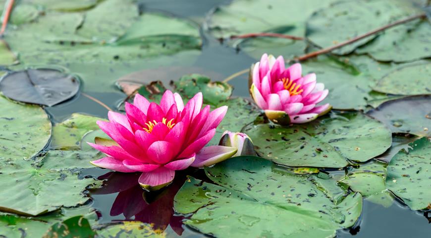 ПИТОМНИК РАСТЕНИЙ ДЛЯ ПРУДА: НИМФЕИ И ВОДНЫЕ ЛИЛИИ ? В ГОСТЯХ У СЕЛЕКЦИОНЕРА В ПОДМОСКОВЬЕ смотреть онлайн