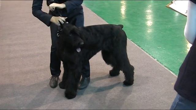CACIB -05 12 2010 г.Новосибирск Ризен-1.mpg смотреть онлайн