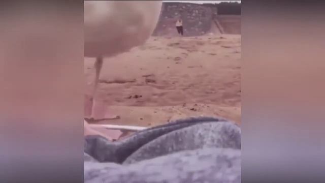 Чайка украла камеру TOP COUB под музыку (gull stealing camera TOP COUB to music) смотреть онлайн
