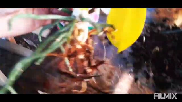 реанимация орхидеи смотреть онлайн